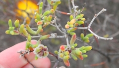 Drosanthemum bicolor