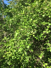 Crataegus canadensis