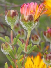 Drosanthemum bicolor