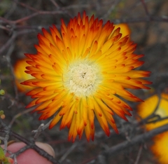 Drosanthemum bicolor
