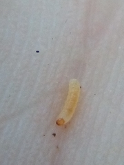 Phorostichus linearis