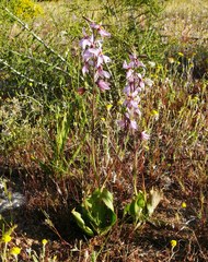 Cyanella orchidiformis
