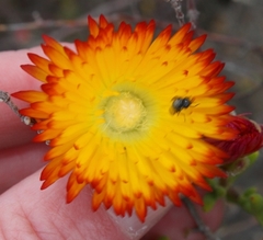 Drosanthemum bicolor
