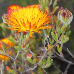 Drosanthemum bicolor