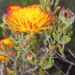 Drosanthemum bicolor - Photo (c) Marion Maclean, algunos derechos reservados (CC BY-NC), subido por Marion Maclean