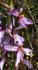 Cyanella orchidiformis