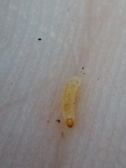 Phorostichus linearis