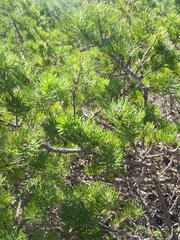 Psoralea vanberkelae