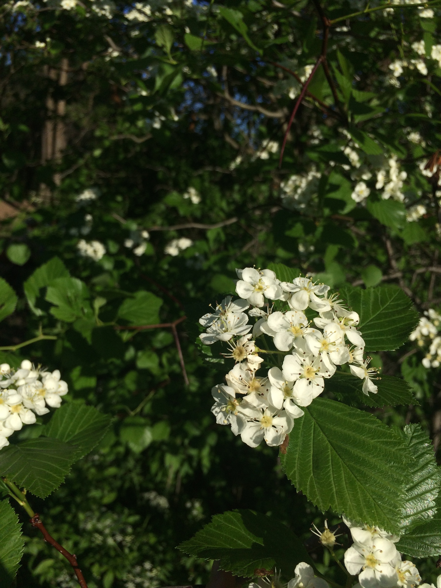 Crataegus macracantha