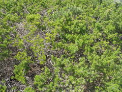 Psoralea vanberkelae