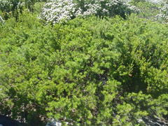 Psoralea vanberkelae