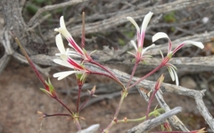 Pelargonium trifidum