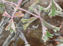 Pelargonium trifidum