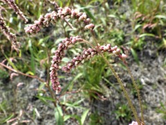 Persicaria careyi