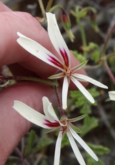 Pelargonium trifidum