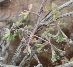 Pelargonium trifidum