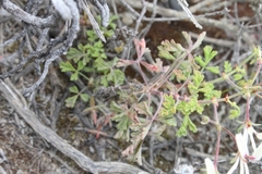 Pelargonium trifidum