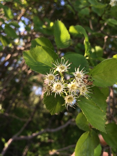 Image of Crataegus suborbiculata by no rights reserved