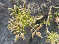 Rhus tepetate