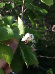 Crataegus suborbiculata
