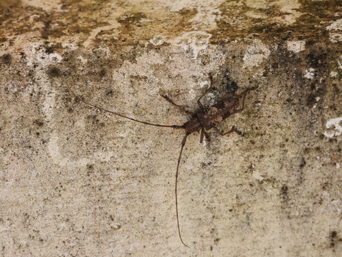 Monochamus semigranulatus
