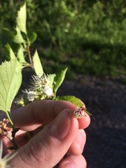 Crataegus suborbiculata