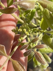 Rhus tepetate