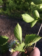 Crataegus suborbiculata