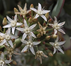 Crassula arborescens arborescens