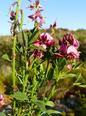 Indigofera intermedia