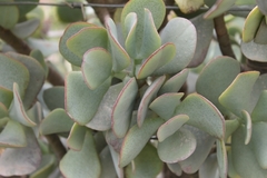 Crassula arborescens arborescens