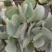 Crassula arborescens arborescens - Photo (c) Marion Maclean, μερικά δικαιώματα διατηρούνται (CC BY-NC), uploaded by Marion Maclean
