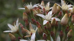 Crassula arborescens arborescens