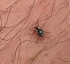 Phytobius leucogaster