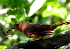 Rhytipterna holerythra