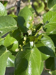 Jatropha vernicosa