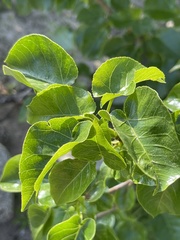 Jatropha vernicosa