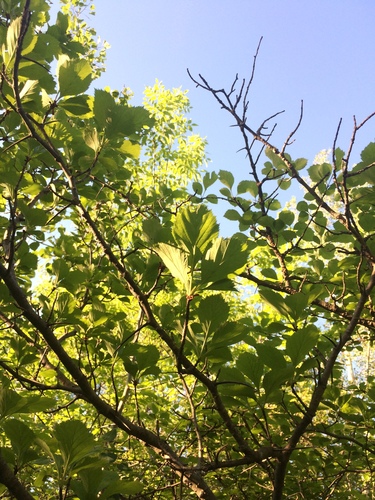 Image of Crataegus integriloba by no rights reserved
