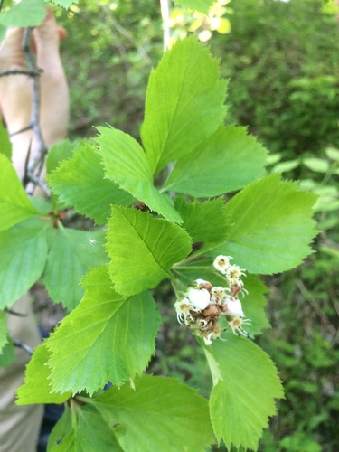 Image of Crataegus integriloba by no rights reserved