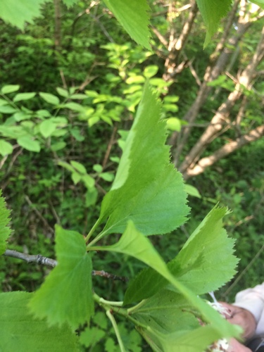 Image of Crataegus integriloba by no rights reserved