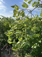 Erythrina flabelliformis