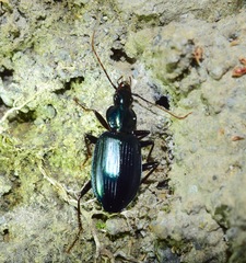 Carabidae