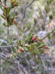 Darwinia biflora