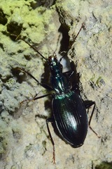 Carabidae