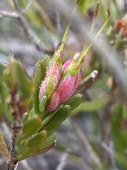 Darwinia biflora