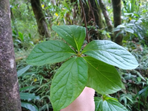 Dioscorea pentaphylla iNat (2)