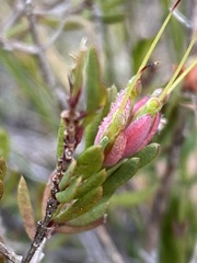 Darwinia biflora