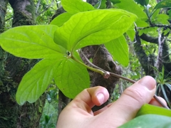 Dioscorea pentaphylla