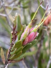 Darwinia biflora