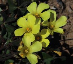 Oxalis pes-caprae sericea